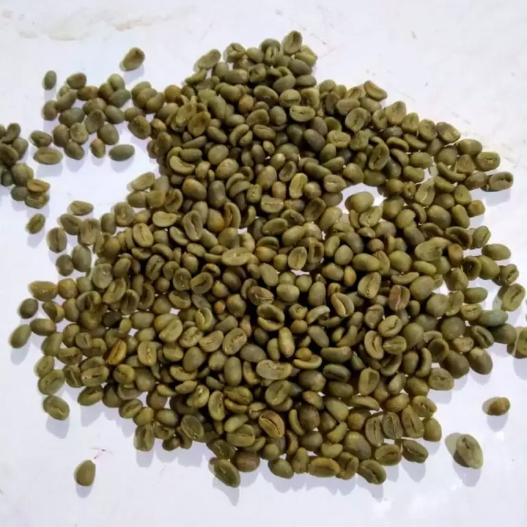 robusta green